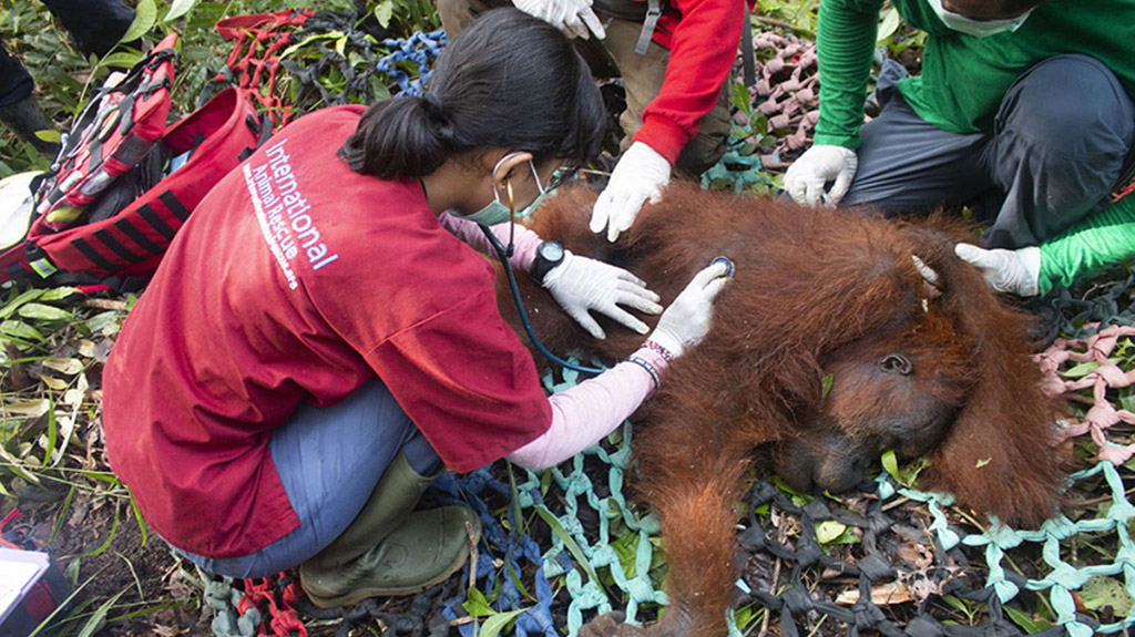 A conservationist checking on a rescued orangutan (credit_ International Animal Rescue (IAR) Indonesia)