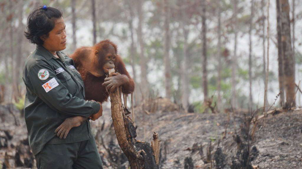 A conservationist saving an infant orangutan who lost his home due to forest fire (credit_ bbc.com)