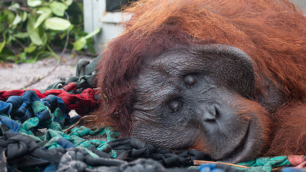 A rescued Bornean orangutan (credit_ International Animal Rescue (IAR) Indonesia)