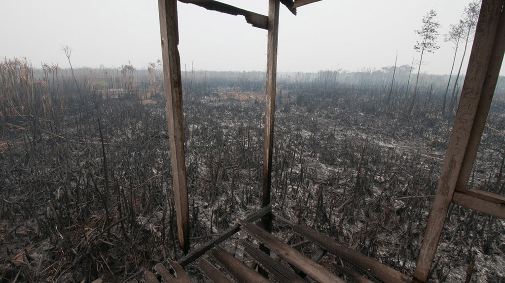 Areas of Sebangau National Park, Central Kalimantan have also been affected by fires (credit_ CIFOR)