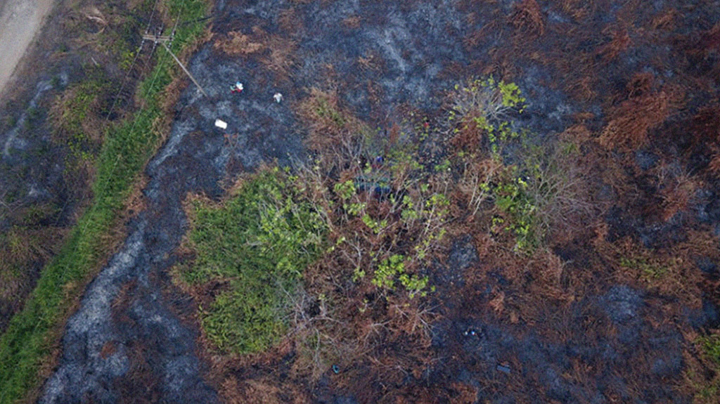 Burned forest in Kalimantan (credit_ International Animal Rescue (IAR) Indonesia)