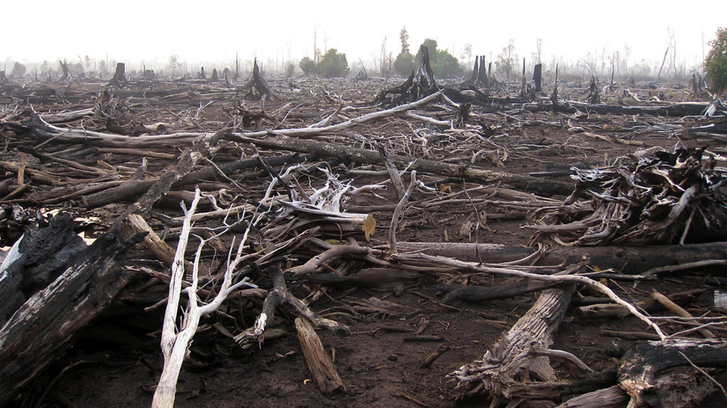 Damage of the forest fire in Palangkaraya, Central Kalimantan, Indonesia, September 2011 (credit_ CIFOR)